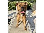 Turk, Staffordshire Bull Terrier For Adoption In Elwood, Illinois