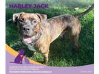 Harley Jack, American Pit Bull Terrier For Adoption In Eighty Four, Pennsylvania