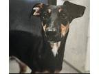 Palmer, Manchester Terrier For Adoption In Chico, California