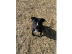 Scott, American Pit Bull Terrier For Adoption In Monroe, Michigan