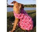 Anastasia - Always Remembered!, American Pit Bull Terrier For Adoption In