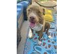 Ike!, American Pit Bull Terrier For Adoption In Citrus Heights, California
