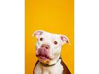 Donut, American Pit Bull Terrier For Adoption In Norristown, Pennsylvania