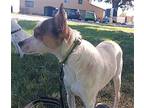 Cisco, Jack Russell Terrier For Adoption In Chico, California