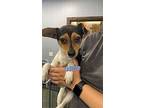 Ishmeal, Rat Terrier For Adoption In Chico, California