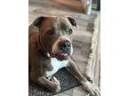 Bandit, American Pit Bull Terrier For Adoption In Rathdrum, Idaho