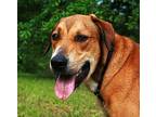 Oscar, Labrador Retriever For Adoption In Attalla, Alabama