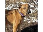 Bartholomew, Labrador Retriever For Adoption In Evergreen, Colorado