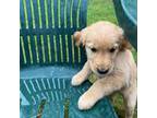 Golden Retriever Puppy for sale in Arlington, WA, USA