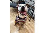 Ian, American Pit Bull Terrier For Adoption In Norristown, Pennsylvania