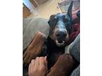 Charlie, Doberman Pinscher For Adoption In Chico, California