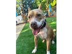 Luciano, American Staffordshire Terrier For Adoption In Citrus Heights