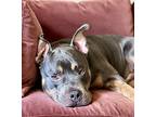 Finn, American Pit Bull Terrier For Adoption In Citrus Heights, California