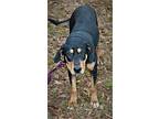 Loofie, Doberman Pinscher For Adoption In Attalla, Alabama