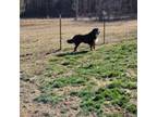 Bernese Mountain Dog Puppy for sale in Piedmont, MO, USA