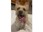 Wolfe, Terrier (unknown Type, Medium) For Adoption In Matawan, New Jersey