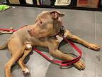 Francis, American Pit Bull Terrier For Adoption In Norristown, Pennsylvania