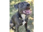 Lincoln, American Pit Bull Terrier For Adoption In Citrus Heights, California