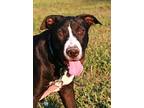 Colton, Bull Terrier For Adoption In Attalla, Alabama