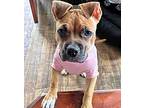 June, American Pit Bull Terrier For Adoption In Norristown, Pennsylvania