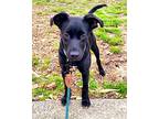 Ember, Labrador Retriever For Adoption In Norristown, Pennsylvania