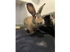 Carol Bunnet, Flemish Giant For Adoption In St. Catharines, Ontario