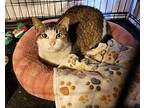 Patches, Domestic Shorthair For Adoption In Pineville, Louisiana