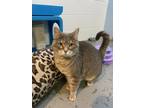 Jaqueline, Domestic Shorthair For Adoption In Georgetown, South Carolina