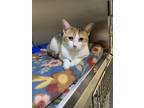 Margo, Domestic Shorthair For Adoption In Georgetown, South Carolina