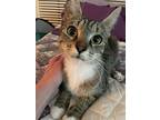 Tabatha, Domestic Shorthair For Adoption In Garden City, Michigan