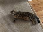 Kitty, Domestic Shorthair For Adoption In Garden City, Michigan