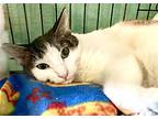 Buell, American Shorthair For Adoption In Vacaville, California