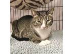 Gandalf, Domestic Shorthair For Adoption In Vacaville, California