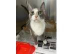 Envy, Domestic Shorthair For Adoption In Georgetown, South Carolina