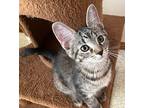 Amy, Domestic Shorthair For Adoption In Garden City, Michigan