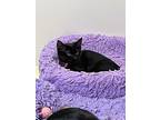 Cindy, Domestic Shorthair For Adoption In Garden City, Michigan