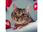 Penny, Domestic Shorthair For Adoption In Columbia, South Carolina
