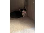 Butterfly , Domestic Shorthair For Adoption In Olivet, Michigan
