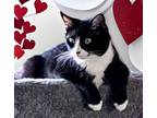 Monica, Domestic Shorthair For Adoption In Columbia, South Carolina