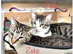 Zeke, Domestic Shorthair For Adoption In Cleveland, Georgia