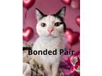 Isis, Domestic Shorthair For Adoption In Columbia, South Carolina