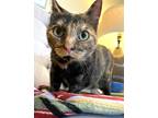 Cayenne, Domestic Shorthair For Adoption In Columbia, South Carolina