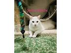 Snow White, Domestic Shorthair For Adoption In Lexington, Massachusetts