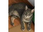 Gracie, Domestic Shorthair For Adoption In Vacaville, California