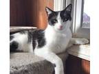Huggy, American Shorthair For Adoption In Vacaville, California