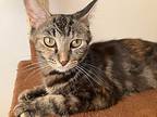 Hanna, Domestic Shorthair For Adoption In Garden City, Michigan