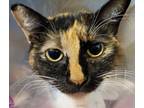 Margot, Domestic Shorthair For Adoption In Georgetown, South Carolina