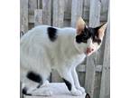 Sir Milton, Domestic Shorthair For Adoption In Columbia, South Carolina