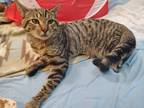 Mr. Magoo, Domestic Shorthair For Adoption In Columbia, South Carolina