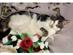 Albany, Domestic Shorthair For Adoption In Columbia, South Carolina